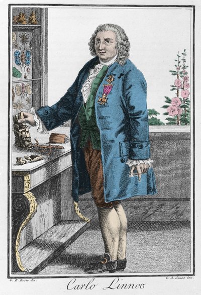 Porträt von Charles Linne (Carl von Linne, Linnaeus) von Unknown artist