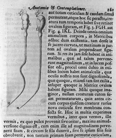 Darstellung von Hundespermatozoen. Beschreibung von dem niederländischen Händler und Wissenschaftler Antoine van Leeuwenhoek (1632-1723). Gravur aus „Investigatio Arcanorum“ 1722 von Unknown artist