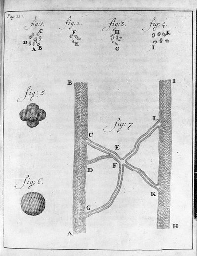Darstellung von Erythrozyten (rote Blutkörperchen) von Lachs und Steinbutt. Studie des niederländischen Händlers und Naturforschers Antoine van Leeuwenhoek (oder Leeuvenhoek oder Leeuwenhoeck) (oder Antoni oder Anthonie) (1632-1723). Gravur aus „Epistolae  von Unknown artist