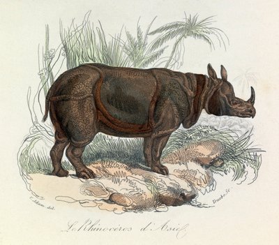 Asiatisches Nashorn klassifiziert nach Linné und Cuvier (Gravur) von Unknown artist