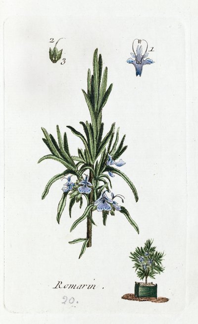 Rosmarin von Unknown artist