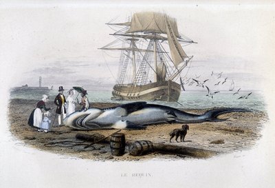 Haifischfang - in „Histoire naturelle de Lacepède“ von Unknown artist