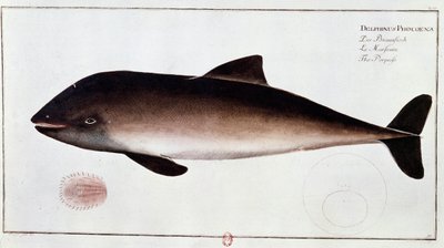 Zoologie: Tafel, die einen Schweinswal darstellt, aquatisches Säugetier. Druck aus dem frühen 18. Jahrhundert. Paris, B.N. von Unknown artist
