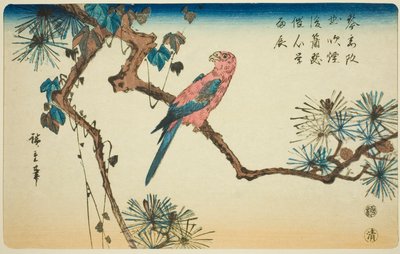 Ara auf Kieferzweig von Utagawa Hiroshige