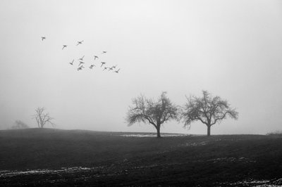 Nebelige Bäume und Vögel von Vanja Tajnsek