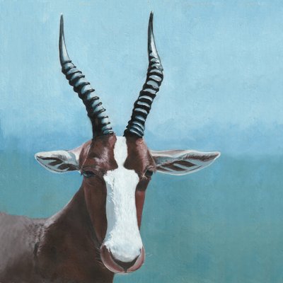 Blesbok-Antilope-Blick von Viccy Wanliss