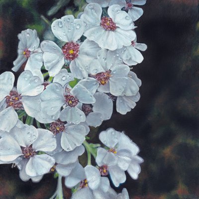 Taugeküsste weiße Blumen von Viccy Wanliss