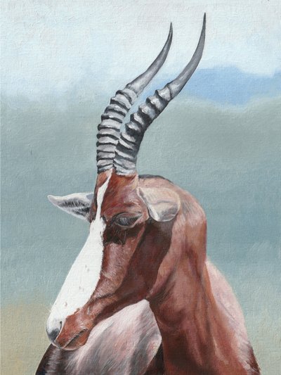 Serenes Blesbok-Porträt von Viccy Wanliss