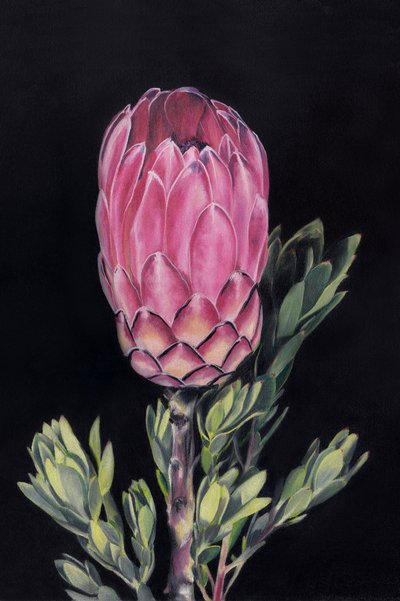 Lebendige rosa Protea von Viccy Wanliss