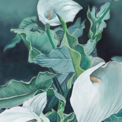 Weiße Calla-Lilien von Viccy Wanliss