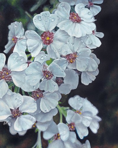Weiße Blumen mit Tautropfen von Viccy Wanliss