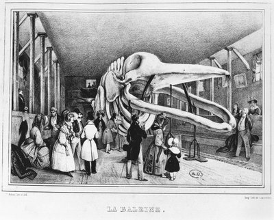 Der Wal im Naturkundemuseum in Paris, ca. 1840 von Victor Adam