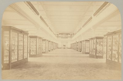 Hauptgeschichte: Vögel (Tafel III) von Victor Prevost, Gaston L. Feuardent and Co., New York