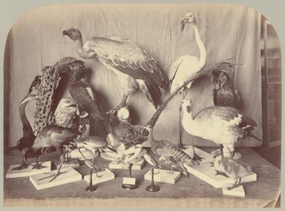 Tafel XIII. Vögel von Victor Prevost, Gaston L. Feuardent and Co., New York
