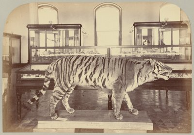 Pl. XI. Bengalischer Tiger von Victor Prevost, Gaston L. Feuardent and Co., New York