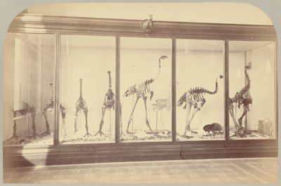 Pl. XV. Fossile Vögel: Neuseeland von Victor Prevost, Gaston L. Feuardent and Co., New York