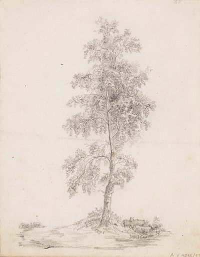 Birke von Victoria Åberg