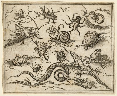 Gruppe von Insekten und Reptilien auf schlichtem Boden mit Felsen, einschließlich einer Leguan, einer Eidechse..., 1557 von Virgil Solis