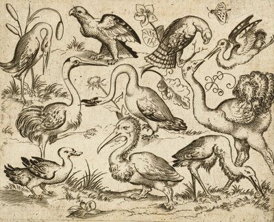 Strauß auf der linken Seite mit neun anderen Vögeln, darunter ein Reiher und ein Pelikan, auf minimalem Grund mit Laubflecken um einige der Vögel, aus Douce Ornament Prints Album I, nach 1557 von Virgilius the elder (after) Solis