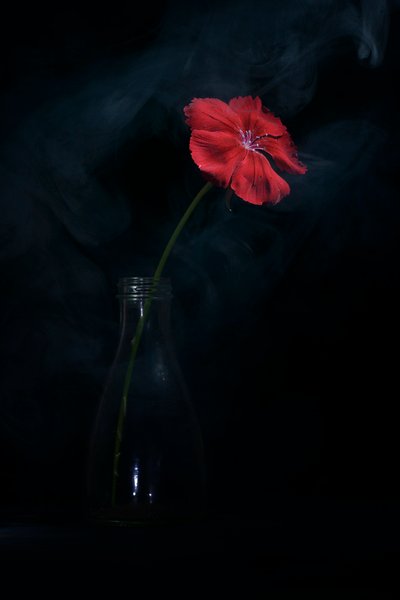 Dramatische rote Blüte von Vladimir Pavlovskyy
