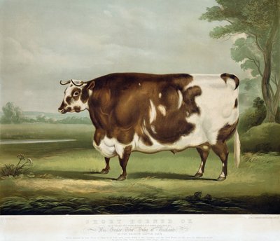 Ein Kurzhornochse, graviert von John Day, 1856 von W.H. Davis