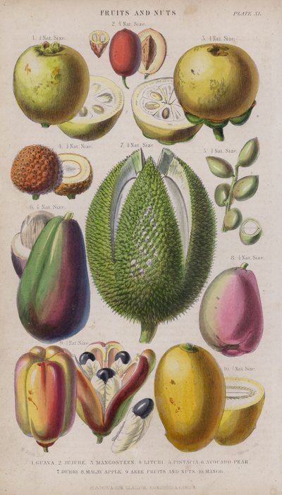 Guave; Jujube; Mangostan; Litschi; Pistazie; Avocadobirne; Durio; Malaiischer Apfel; Akee Früchte und Nüsse; Mango von W. Fitch