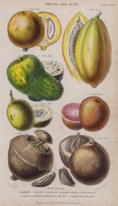 Mammee; Papaya; Sauersack; Negerpfirsich; Granadilla; Zabucajo (der Deckel gehoben) Frucht und Nuss; Paranuss und Frucht von W. Fitch