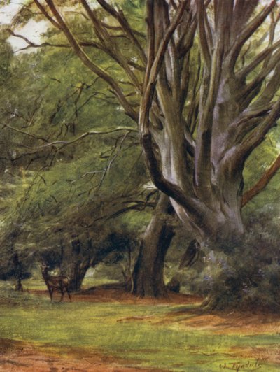 Der New Forest: Penerley Woods von Walter Frederick Roofe Tyndale
