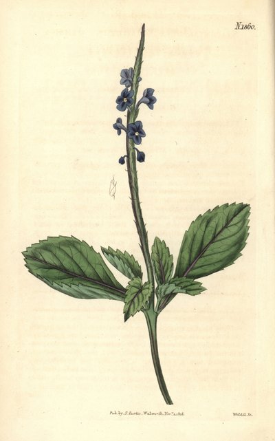 Blaue Verbene - Jamaika Bastard-Eisenkraut, Stachytarpheta jamaicensis. Handkolorierter Kupferstich von Weddell aus John Sims