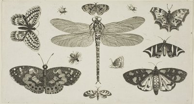 Eine Libelle, Marienkäfer und Schmetterlinge, aus Diversae Insectorum...Figurae von Wenceslaus Hollar