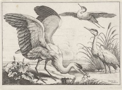 Drei Reiher von Wenceslaus Hollar