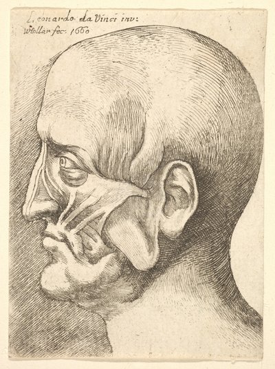 Ecorche-Kopf eines Mannes im Profil nach links, 1660 von Wenceslaus Hollar