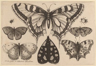 Fünf Schmetterlinge, eine Motte, ein Käfer und eine Spinne von Wenceslaus Hollar