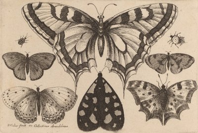 Fünf Schmetterlinge, eine Motte und zwei Käfer, 1646 von Wenceslaus Hollar