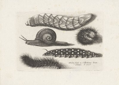 Raupen und eine Schnecke von Wenceslaus Hollar