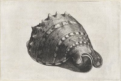Schnecke, Cassis Cornuta von Wenceslaus Hollar