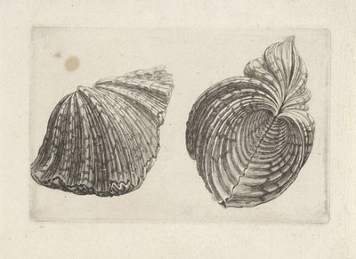Muschel, Hippopus hippopus von Wenceslaus Hollar