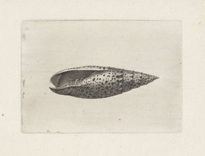 Schnecke, Mitra papalis Muscheln (Serientitel) von Wenceslaus Hollar