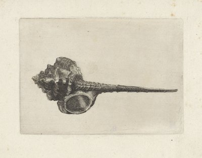 Schnecke, Murex Haustellum von Wenceslaus Hollar