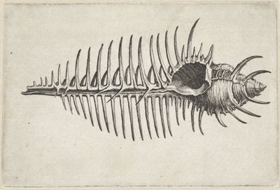 Schnecke, Murex Pecten von Wenceslaus Hollar