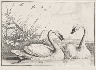 Zwei Schwäne von Wenceslaus Hollar