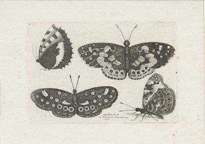 Vier Schmetterlinge (Insekten, Muscarum Scarabeorum) von Wenceslaus Hollar