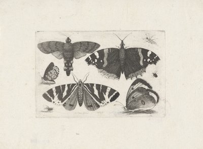 Vier Schmetterlinge, eine Motte, zwei Käfer und eine Fliege von Wenceslaus Hollar