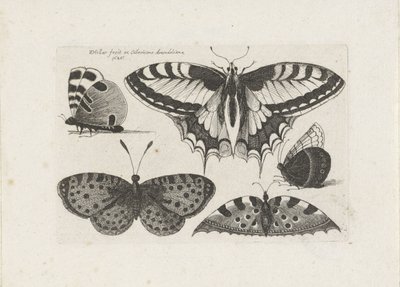 Fünf Schmetterlinge, Insekten (Serientitel) von Wenceslaus Hollar