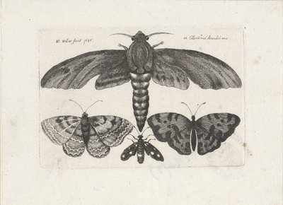 Schmetterlinge und eine Motte von Wenceslaus Hollar