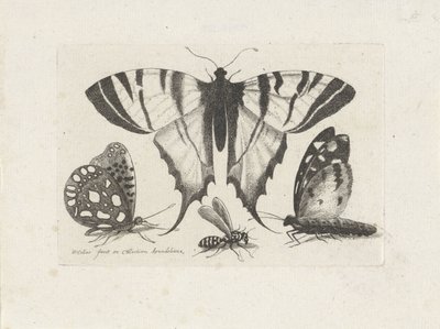 Schmetterlinge und eine Wespe von Wenceslaus Hollar