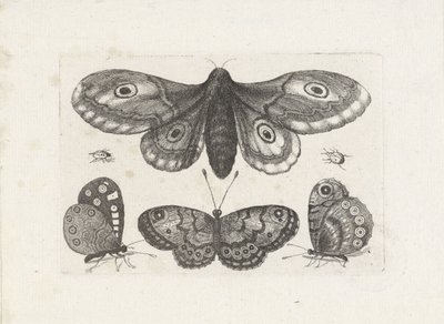 Schmetterlinge, Käfer und eine Motte von Wenceslaus Hollar