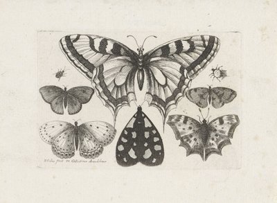 Schmetterlinge, Käfer und eine Motte von Wenceslaus Hollar