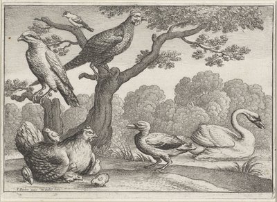 Schwan, Huhn mit Küken und andere Vögel von Wenceslaus Hollar
