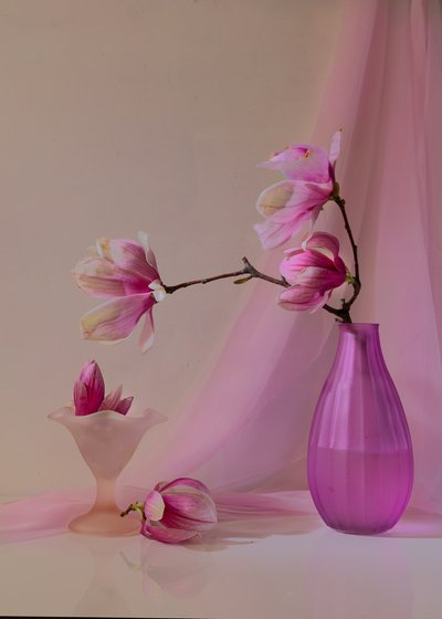 Zarte Rosa Magnolien von Wendy Xu